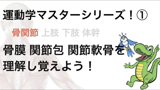 PT・OT（理学療法士・作業療法士）国家試験　骨膜・関節包・関節軟骨を理解し覚えよう！